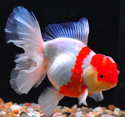 政策解讀 | 關(guān)于進(jìn)口馬達(dá)加斯加海捕觀賞魚檢疫和衛(wèi)生要求的公告